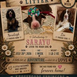 Sarayu - Tri-Roan female English Springer Spaniel puppy in Cookeville, Tennessee from Krossroads Kennel