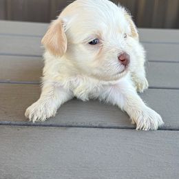 Belle - Cream female Havanese puppy in Lancaster, South Carolina from 3 Bs Havanese-PUPPIES with  PURPOSE