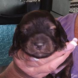 Shaded cream or red - Cream male Dachshund puppy in Port Charlotte, Florida from Vicki's Dachshund Crossing
