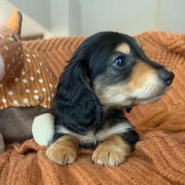 Bandit - Black and tan male Dachshund puppy in Clewiston, Florida from Redlands Farm