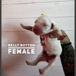 Belly Button - White and black female Dalmatian puppy in Stanchfield, Minnesota from Darling Dalmatians