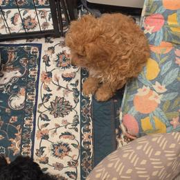 Boy 2 - Apricot male Poodle puppy in Louisville, Mississippi from Cindy's Poodles