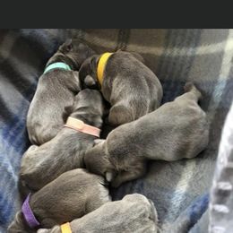 French Bulldog Puppies from Heartfelt Kennels