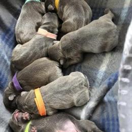 French Bulldog Puppies from Heartfelt Kennels