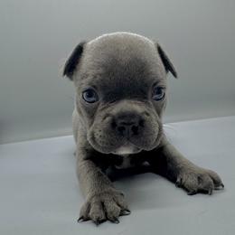 French Bulldog Puppies from DREYCs Frenchies