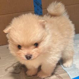 Prince - Cream male Pomeranian puppy in Palm Beach Gardens, Florida from Adorable PomPoms