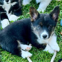 Willie - Black and white male American Corgi puppy in Tome, New Mexico from Blue Diamond Welsh corgis