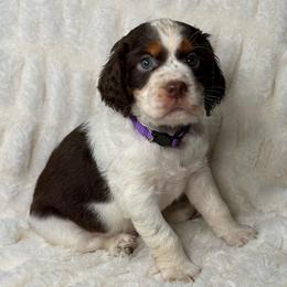 Purple girl - Tri-Roan female English Springer Spaniel puppy in Fairfield, California from Goldridge Springers