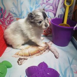 Mai Tai - Blue merle female Pomeranian puppy in Weatherford, Texas from Jeweled Poms