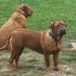 Soleil - Dogue de Bordeaux