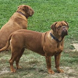 Soleil - Dogue de Bordeaux