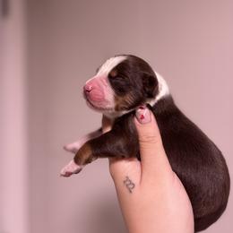 Oak AKC - Red tri-color male Australian Shepherd puppy in Orlando, Florida from Skaky Shepherds