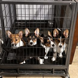 Pembroke Welsh Corgi puppies from Blooms Corgis