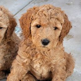 Goldendoodles and Labradoodles from Dreamy Doodles