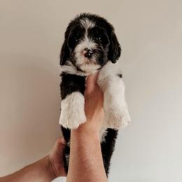Becker. - Black and white male Sheepadoodle puppy in Wabash, Indiana from DOODCompany