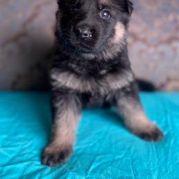 Teal collar boy - Black and red male German Shepherd puppy in Coleta, Illinois from Four Leaf Farm- Vom Vierblättriges Bauernhof