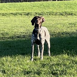 Xena - German Shorthaired Pointer