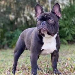 French Bulldogs from Fortune Frenchies