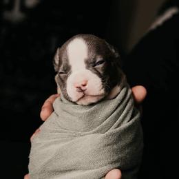 American Bully and Boston Terrier Puppies from Greenberg's Boston Terriers & Bullies of Metro Detroit