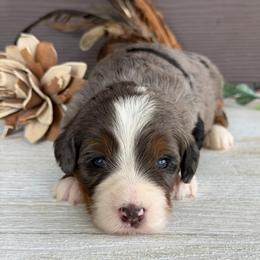 Muffin - Blue merle female Bernedoodle puppy in El Campo, Texas from Little Fur Friends Bernedoodles