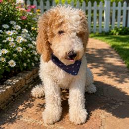 Jaxson - White male Double Doodle puppy in Mineola, Texas from ETX Dandy Doodle