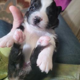 Phoenix - Black tri-color female Australian Shepherd puppy in Trout Run, Pennsylvania from Rose Valley Aussies