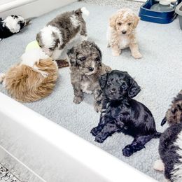 Aussiedoodle and Goldendoodle Puppies from Cosby Ranch Doodles