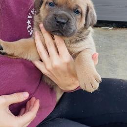 Cane Corso Puppies from Venom Cane Corsos