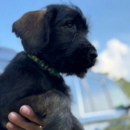 Soren - Pepper and salt male Giant Schnauzer puppy in Goodrich, Texas from Silver Creek Giant Schnauzers