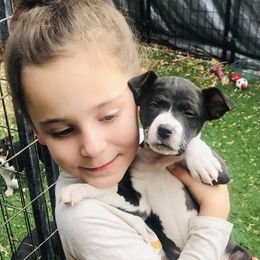 Rat Terrier Puppies from Kicking Bear