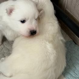 Light blue - White male Japanese Spitz puppy in Madison, Alabama from Cinabell Japenese Spitz