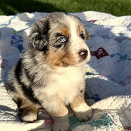 Australian Shepherd Puppies from White Silo Aussies