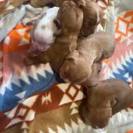 3Boy - Ruby male Cavalier King Charles Spaniel puppy in Pocatello, Idaho from Sarah's Cavachons, Bichons & King Charles Cavalier Spaniels