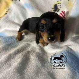 Kiki - Black and cream female Dachshund puppy in East Dover, Vermont from Audet’s Mini Dachshunds