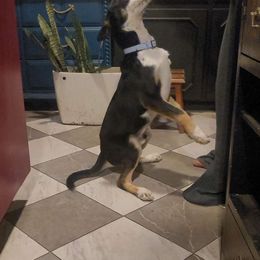 Oakley - Dalmatian puppy from Developing Spots & Happy Dals