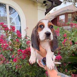 Charlie - Black brown and white male Basset Hound puppy in Gulf Breeze, Florida from Breeze Basset Hounds