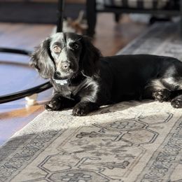 Luna - Dachshund