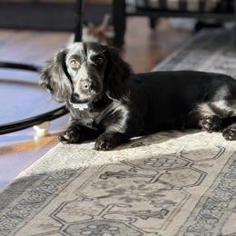 Luna - Dachshund