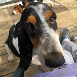 Basset Hounds from Calabria Basset Hounds