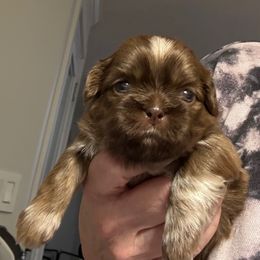 Cocoa - Chocolate female Shih Tzu puppy in Covington, Georgia from Top Hats 2  Shih Tzu’s
