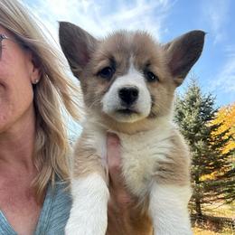 Willow - Sable female Pembroke Welsh Corgi puppy in New Auburn, Wisconsin from Cordell Corgis