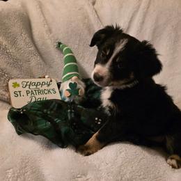 Will - Black tri-color male Australian Shepherd puppy in Copperas Cove, Texas from Hidden Leaf Aussies