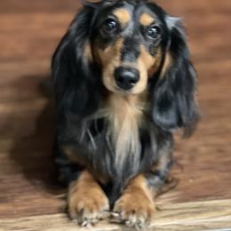 Daphne - Dachshund