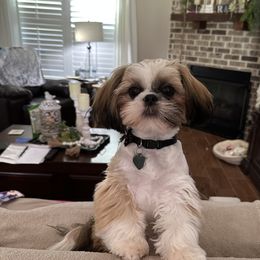 Ruby - Shih Tzu