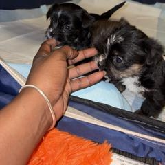 Shorkie Puppies from Sharlena Henderson