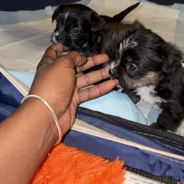 Shorkie Puppies from Sharlena Henderson