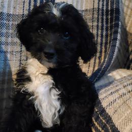 Auggie - Black and white male Sheepadoodle puppy in Bellevue, Iowa from Fluffy Wonders Poms and Doodles