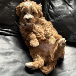 Rodeo - Brown and white male Bernedoodle puppy in Gainesville, Florida from Alyssa Xxweetdoodles
