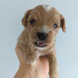 Boy 1 - Apricot male Maltipoo puppy in Fife, Washington from Joyful Pups
