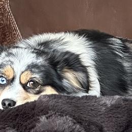 Pretty - Toy Australian Shepherd
